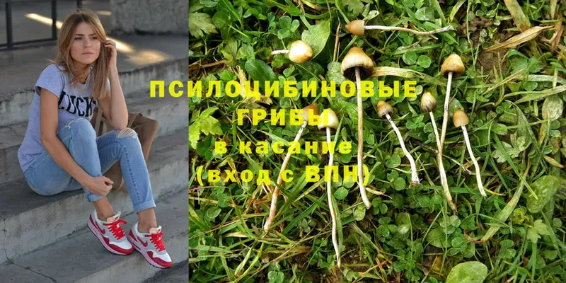 Псилоцибиновые грибы Psilocybe  где купить наркоту  Ряжск 